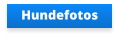 Hundefotos